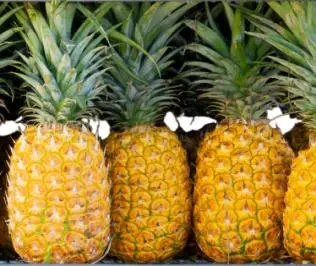 Piña Golden (Para madurar en 2 días)